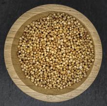 Coreander Seeds displayed in wooden bowl