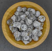 Eucalyptus Pods Seeds